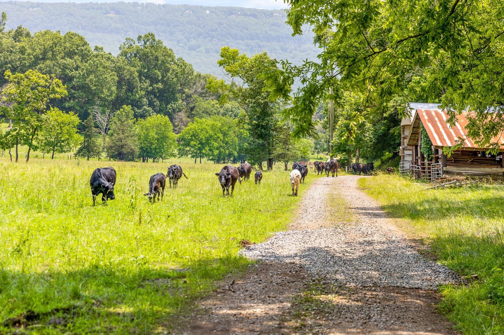 Quail Run Farm Pool Home Τσαττανούγκα Εξωτερικό φωτογραφία