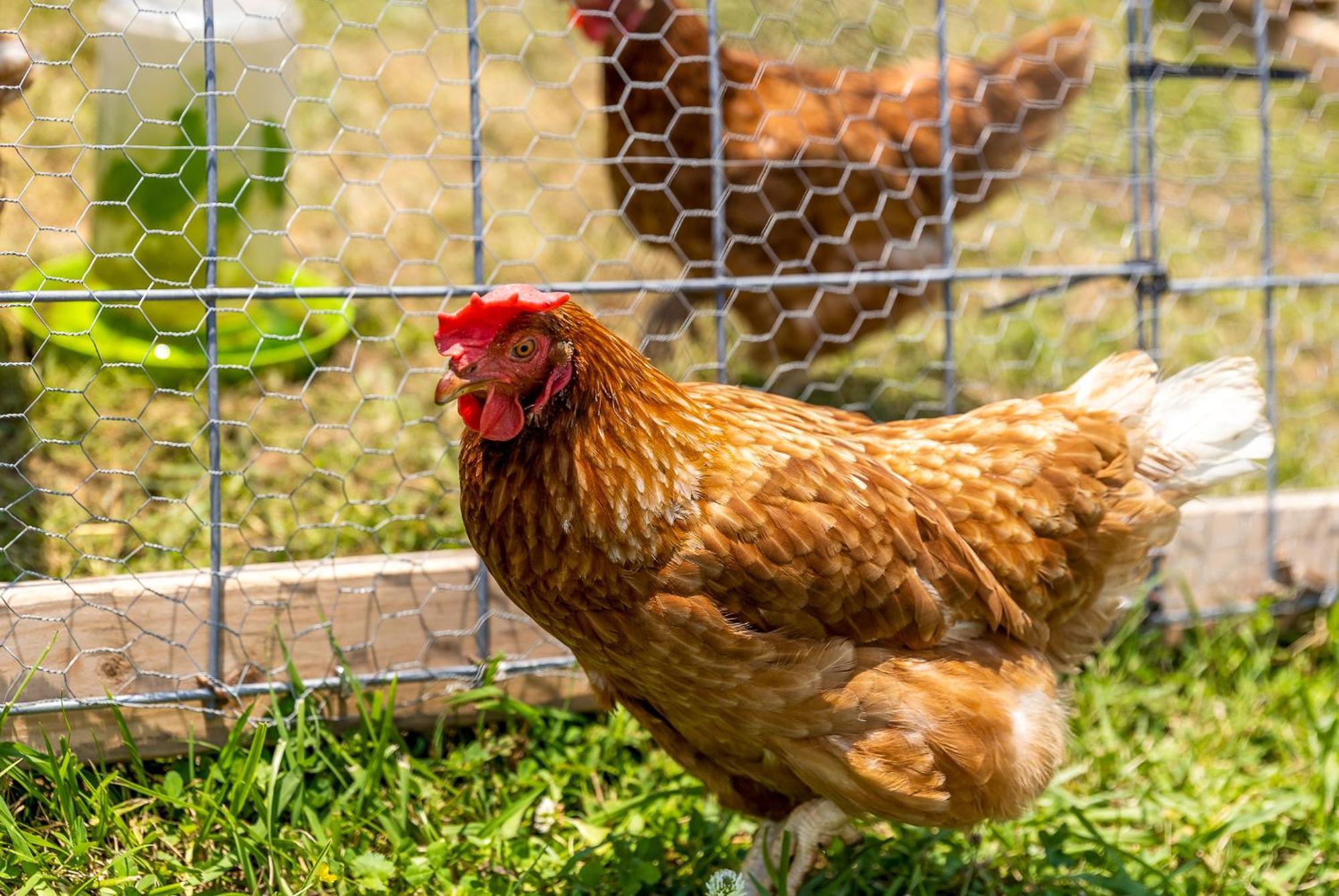 Quail Run Farm Pool Home Τσαττανούγκα Εξωτερικό φωτογραφία