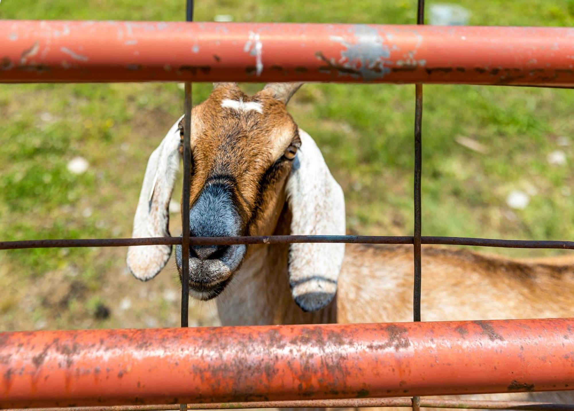 Quail Run Farm Pool Home Τσαττανούγκα Εξωτερικό φωτογραφία